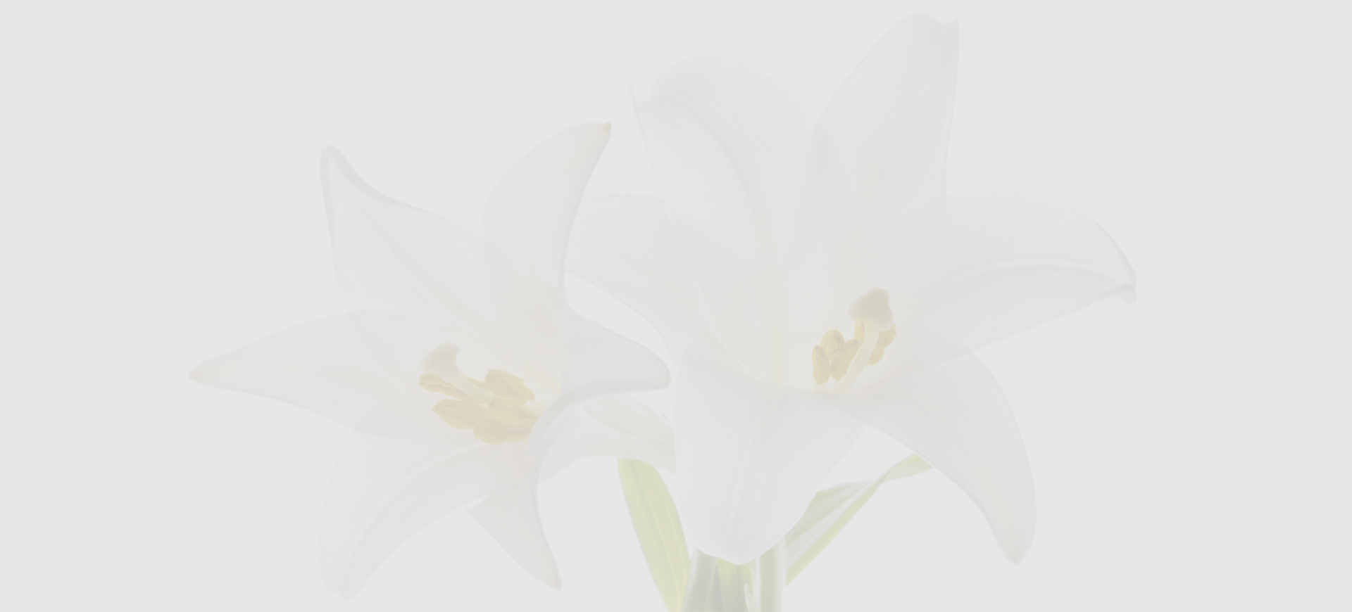flower bg